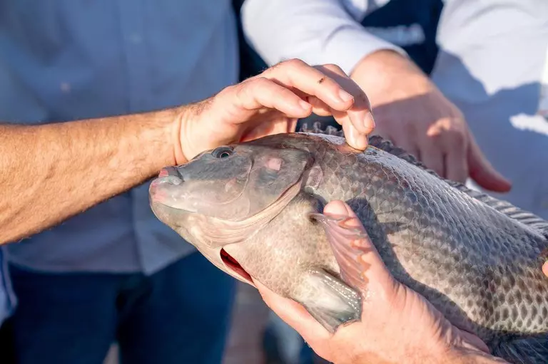 PESCADO LEGAL ][ Paraguai sanciona lei que abre caminho para tilápia em Itaipu